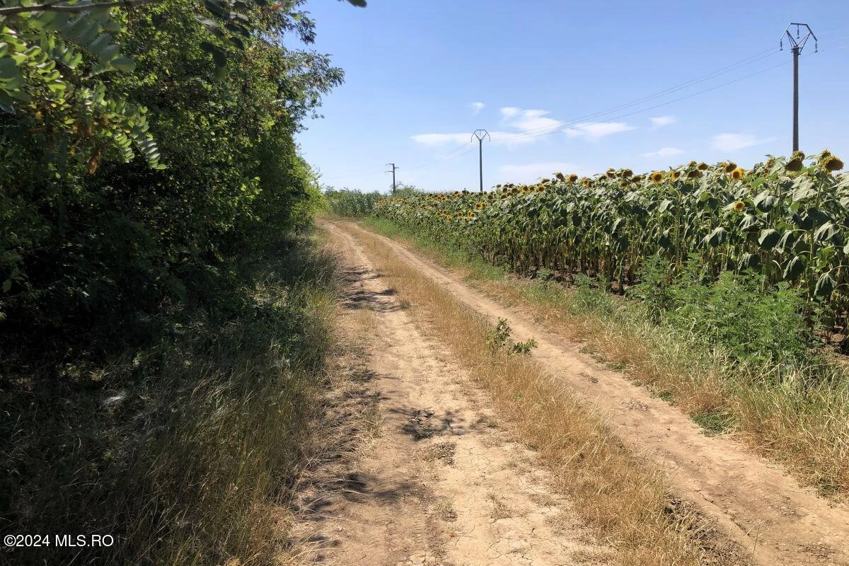 Strada MOARA VLASIEI T 121, Moara Vlasiei, Bucuresti Ilfov, 077130, 0 , 0,Teren,Reprezentari Comision 0%,MOARA VLASIEI,0,01-6272