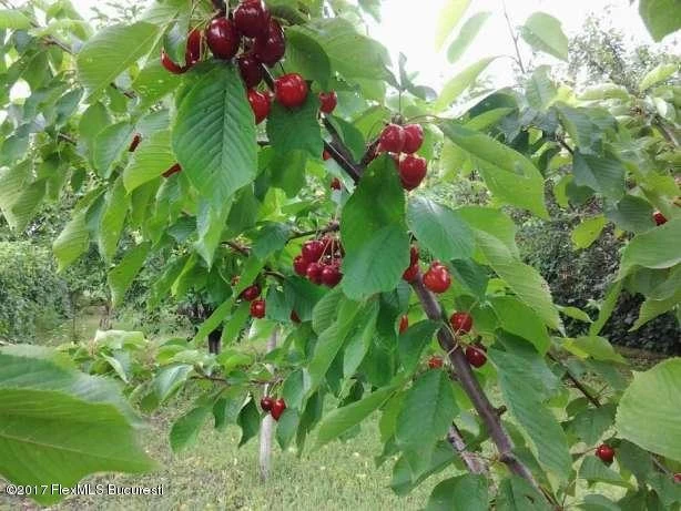 156784045_7_644x461_casa-de-vanzare-_rev